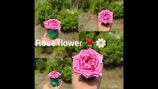 How to make beautiful pepper Rose 🌹 simple tricks #beautiful rose 🌹