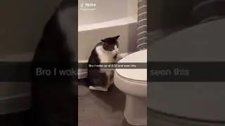 Cat Wakes Up owner At 3AM Making Weird Noise 😂#shorts