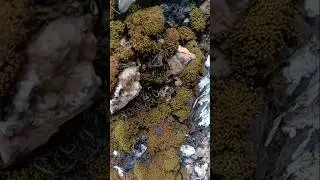The Plants Grow on Rocks #plants #growth #rock @zyktionbluevlog