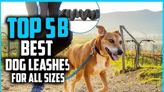 Top 5 Best Dog Leashes For All Sizes
