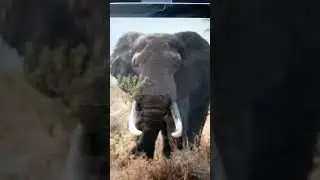 Rogue Elephant Sound Effects