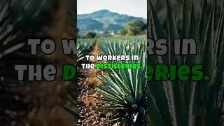 More strange  but true facts Tequila