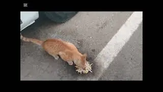 Giving food for my straycat #catlover #happyeating