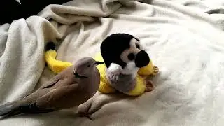Watch Skippy getting angry at his monkey toy ... (ringneck dove)