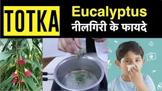 Eucalyptus (नीलगिरी तेल)  ke fayde ( For Hair, Health & Skin ) -Dietitian Shreya