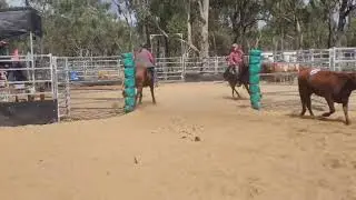 Smart Little Moon - Nova ranch sorting