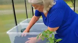Planting a Container Garden