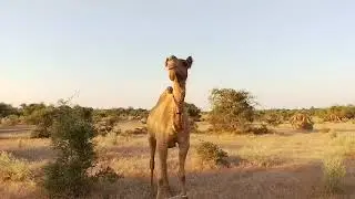 Best Camel Video
