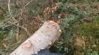 Fällen Fichte mit STIHL- MS 500i und Nordforest Spillwinde 1800!!! ( Zweite teil)