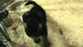 Lisa & Rooney pups 6/12