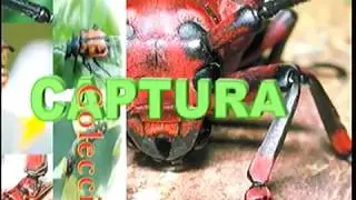 Vídeo Didáctico como Capturar Insectos para Investigación