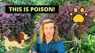 THREE plants POISONOUS to your pets!