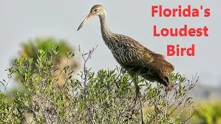 Limpkin The Calls and Sounds of Florida's Loudest Bird