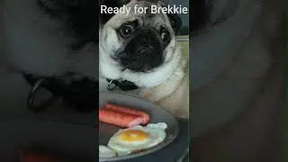 What Does This Pug Love to Eat for Breakfast? Find Out Now! #shorts