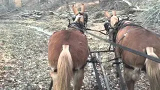 Bob and Tom draft mule team