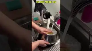 Cats Think They Are Human #shorts