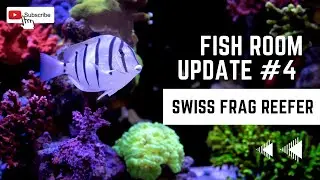 Reef Tank Aquarium Update #4 (SPS Corals)