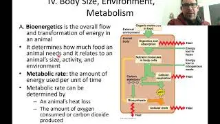 Animal Metabolism