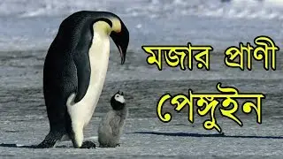 জানলে অবাক হবেন পেঙ্গুইন কিভাবে বরফের উপর অদ্ভুত উপায়ে ডিম গরম রাখে  | Secret life of penguins
