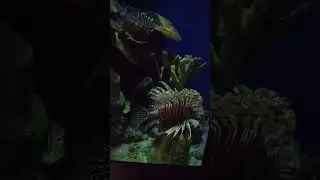 Aquarium #aquarium #aquaticfish #fish #coralreef #sharks
