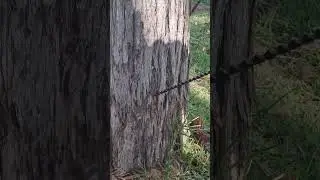 Termites Inspection in Tree | Pest Control Technician Life