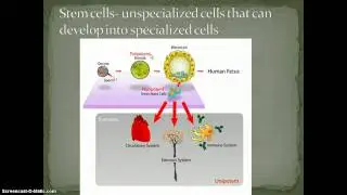 Cell Specialization