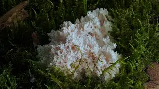 Pompom Pilz (Hericium) Time Lapse | Lion's Mane