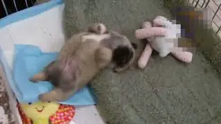 Fanny Animal Baby Compilation December 2017. Подборка приколов Декабрь 2017.