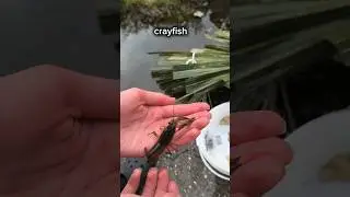 I Made My Own Fish Trap and Caught a Catfish