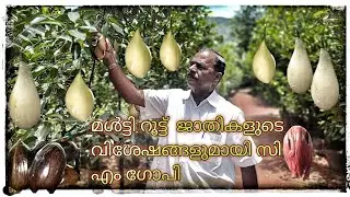 Multiroot jathi Malayalam | മൾട്ടിറൂട്ട്  ജാതി കൃഷി  | CM gobi multiroot | ചെറുകുന്നേൽ ജാതി നഴ്സറി