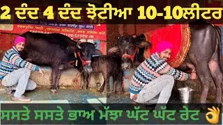 10-10ਲੀਟਰ ਝੋਟੀਆ ਜਾਇਜ ਰੇਟ। Buffalo for sale/singh dairy farm/23-1-26