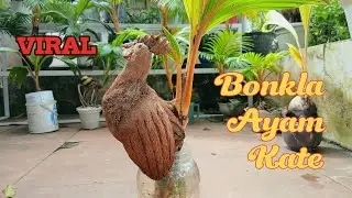 VIRAL‼️PROSES PEMBUATAN BONKLA KARAKTER AYAM KATE😱MIRIP BANGET