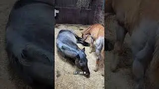 &ldquo;I&rsquo;m hungry, Mom!&rdquo; &mdash; Ruby the baby horse doesn&rsquo;t take no for an answer!