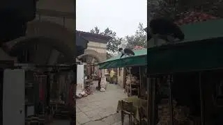 Kim atlayamaz demiş.. #kedi #shorts #atlamak #kastamonu #tarihiyer #video #nasrullahmeydanı #maşalla