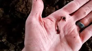 Don't let this happen to you! I got sent the wrong species of compost worms.