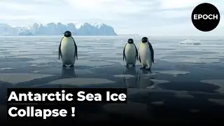 Antarctic Sea Ice at Risk: Global Climate Tipping Point