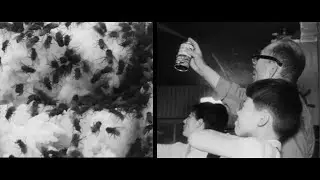 Улицы Токио покрыты мухами – «паника из-за вредителей» в Японии в 1965 году