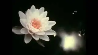 September Remember x Spruce Bog