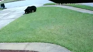 Bear shares trash lunch with cub - video by Joe Whiteaker