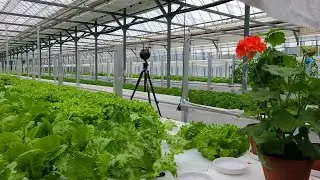 Eco Growing 유럽종 상추 수경재배 360 영상