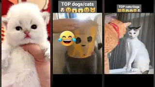 Cute Kittens 🥰 funny cats meme 🐕 #FunnyCats Episode 2897