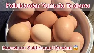 Brahma Tavuklarımızın Folluklarından Yumurta Topluyorum !! #yumurtatoplama #eggs #folluk