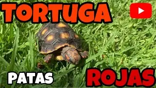 La TORTUGA PATAS ROJAS | TORTUGA (MORROCOY)