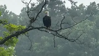 Bald Eagle Poop. Like and subscribe to the cool channel. Happy Birthday America 2023.
