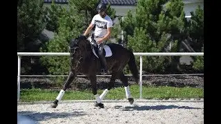 **DRESSAGE FLATWORK**Sunshine, 2007, stallion, by Alexander de Grosse