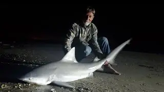 Surf Fishing Sharks in Texas