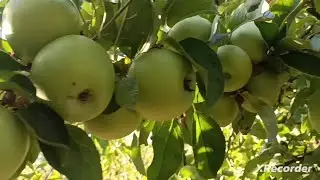 Яблуня Легенда (Ренет Симиренка)