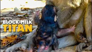 Tara Why? Tara always block milk from Titan - Newborn Titan Really Hungry Please Nurse Him