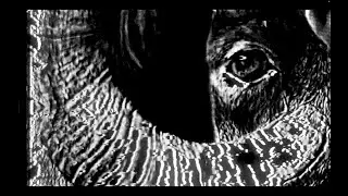 Thall'Em All | Reverse