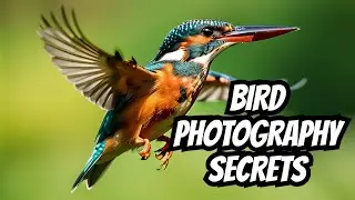 Unlock Bird Photography Secrets & Capture Magic Shots!